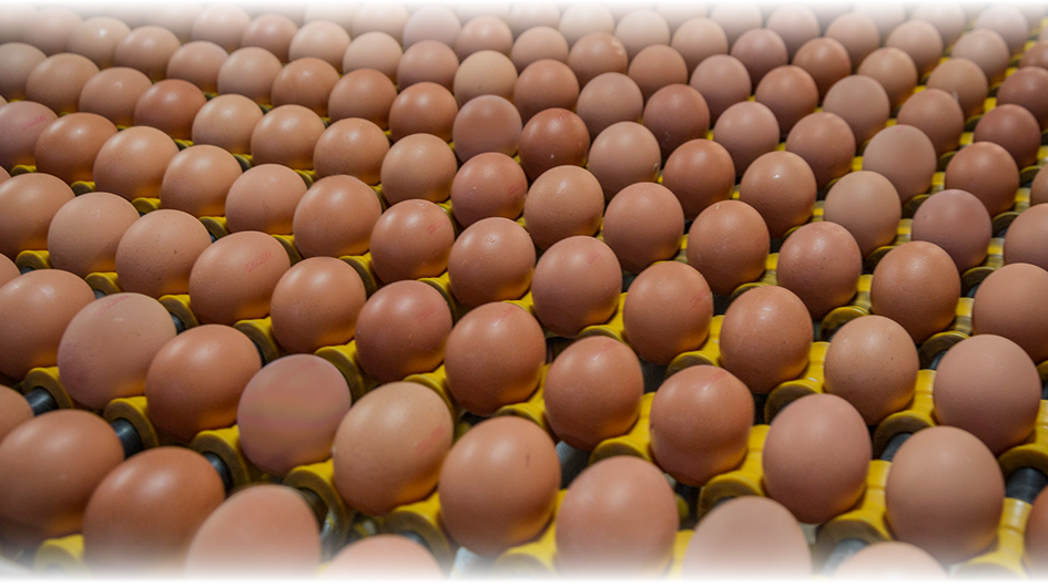 Our Eggs