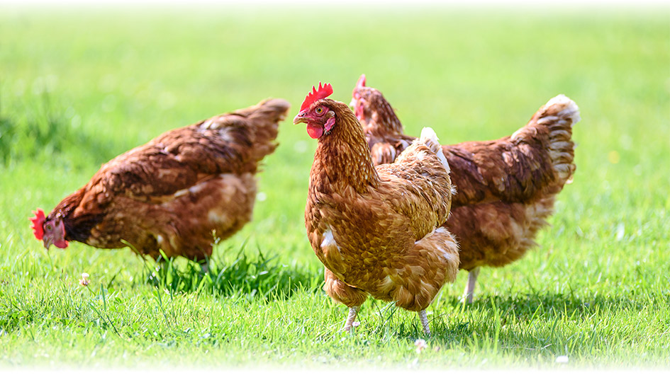 Our Hens